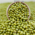 superior Quality Green Mung Bean for Sprouting Use